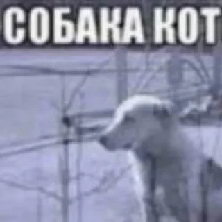 Sticker чiзбургер - 1