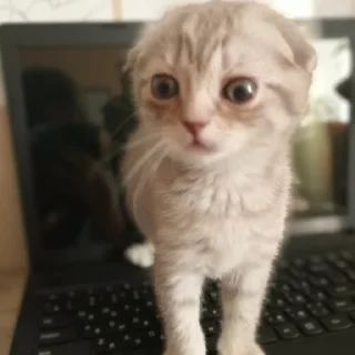 Sticker сонечка фашист - 5