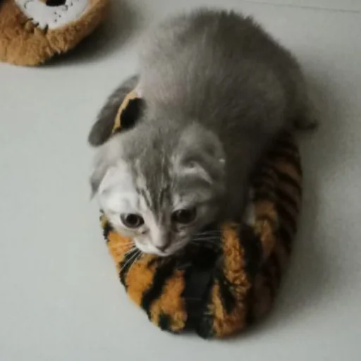 сонечка фашист - 