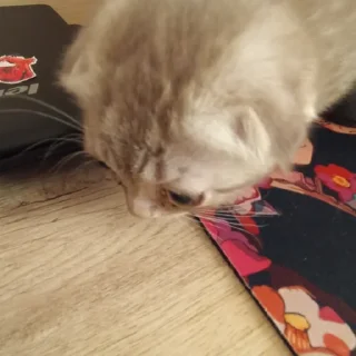 Sticker сонечка фашист - 6