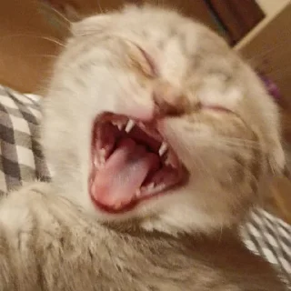 Sticker сонечка фашист - 11