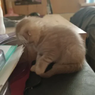 Sticker сонечка фашист - 2