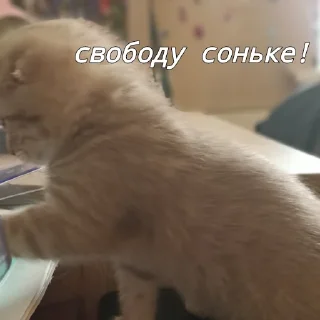 Sticker сонечка фашист - 4