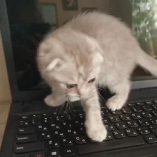 Sticker сонечка фашист - 3