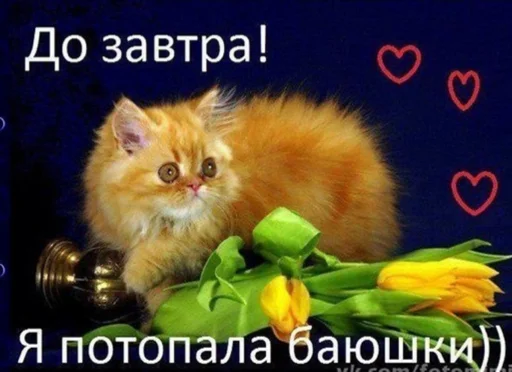 animal small to medium-sized cats mammal