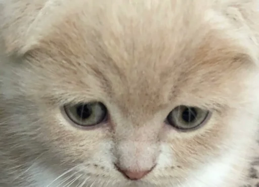 животное млекопитающее кошка