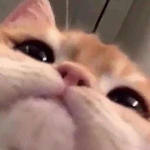 млекопитающее кошка животное