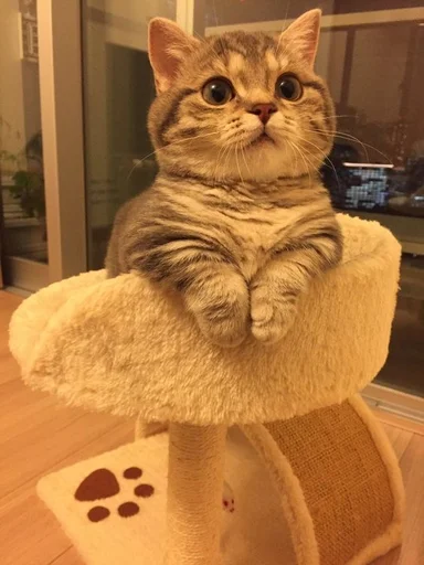 кошки малого и среднего размера комнатный кошачьи