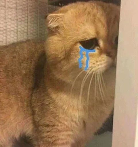 млекопитающее животное кошка