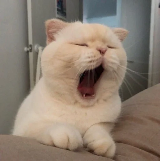 млекопитающее животное комнатный