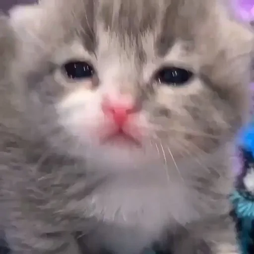 млекопитающее кошка животное