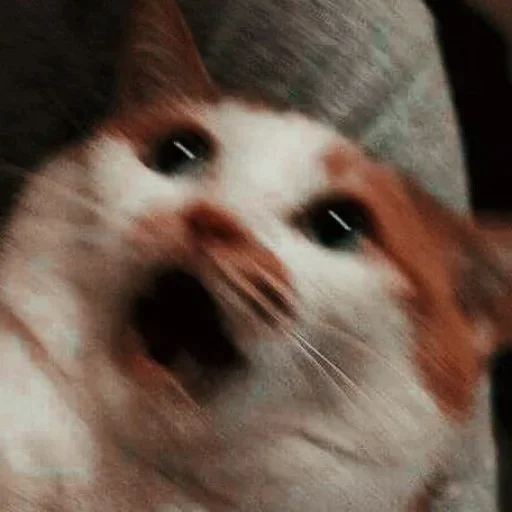 animal mammal small to medium-sized cats