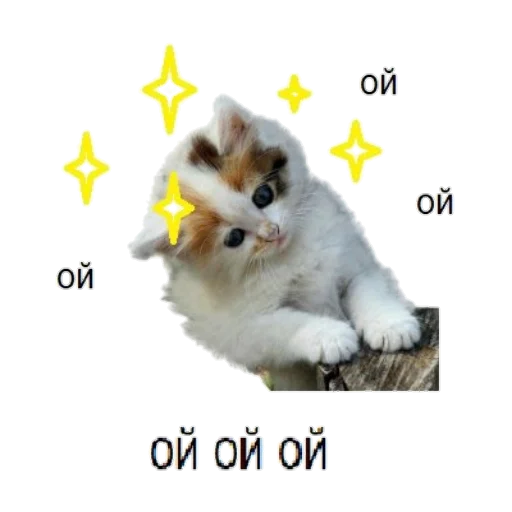 animal mammal domestic cat