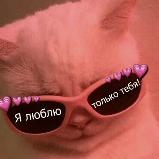 cat accessory animal