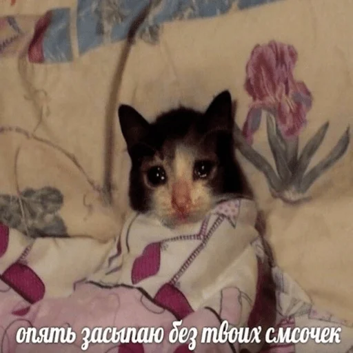 animal mammal indoor