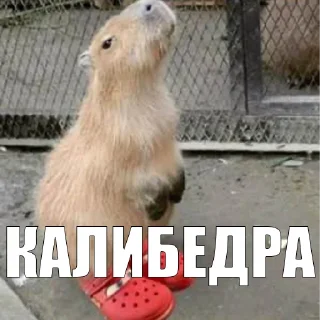 Стикер SOSAT’ - 4