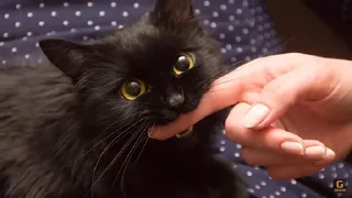 Стикер sosesh 2: fonetic boogaloo - 4