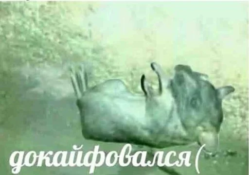 Стикер sosi_sosi_1 :: @fStikBot - 8