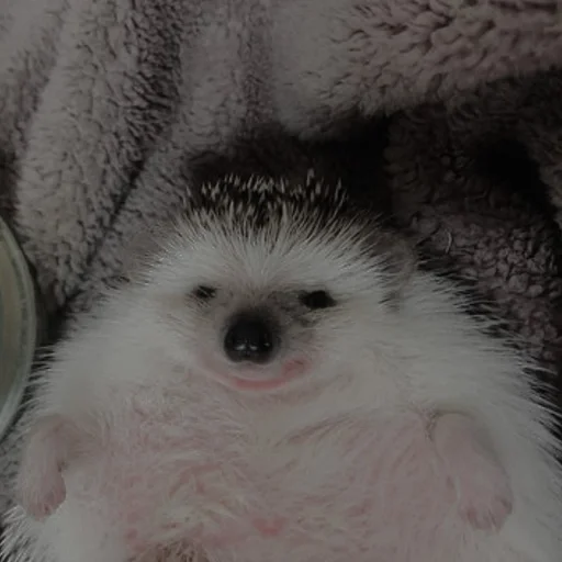 ёжикии :: @fStikBot - 