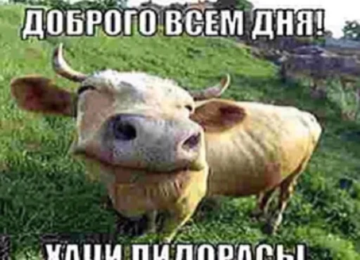 СМС млекопитающее животное