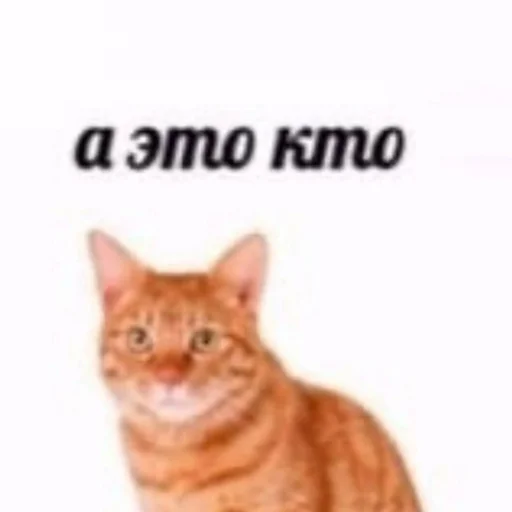 млекопитающее животное домашняя кошка