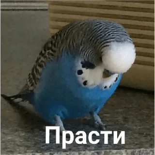 Стикер 81+ - 9