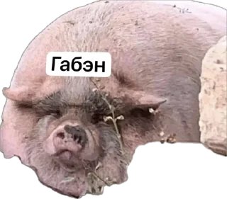 Стикер БОЕВЫЕ СОZИОНИЧЕСКИЕ СВИНЬИ УИИИИИ - 4