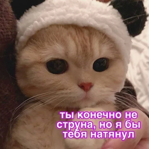 mammal cat small to medium-sized cats