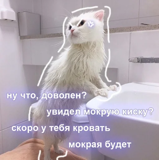 СМС комнатный кошка
