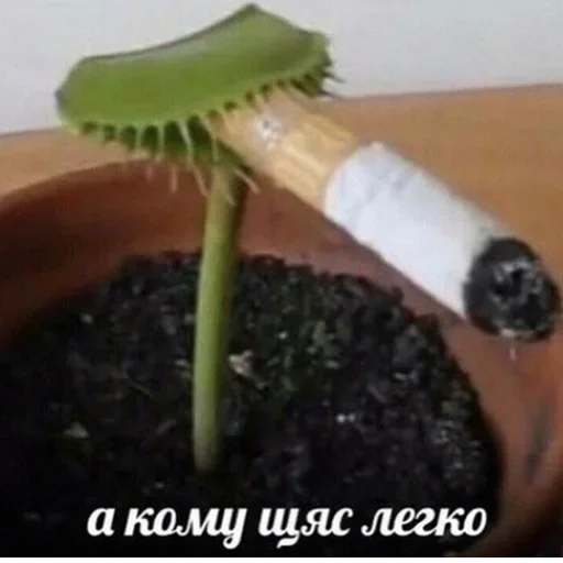 растение инструмент щётка