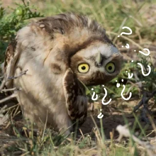 Sticker Совушки @anime4_arts - 2