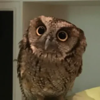 Sticker Совушки @anime4_arts - 1