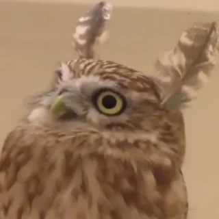 Sticker Совушки @anime4_arts - 11