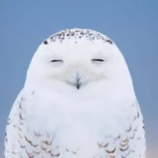 Sticker Совушки @anime4_arts - 0