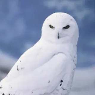 Sticker Совушки @anime4_arts - 5