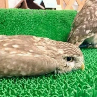 Sticker Совушки @anime4_arts - 6