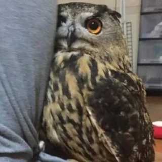 Sticker Совушки @anime4_arts - 9