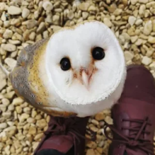 Sticker Совушки @anime4_arts - 10