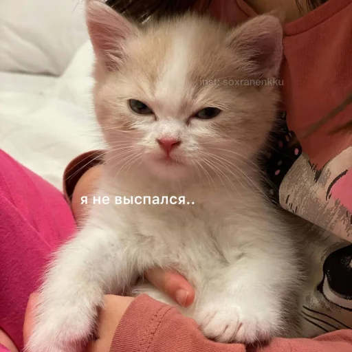 кошка домашняя кошка кошки малого и среднего размера