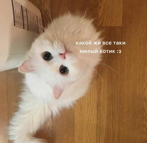 животное млекопитающее кошки малого и среднего размера