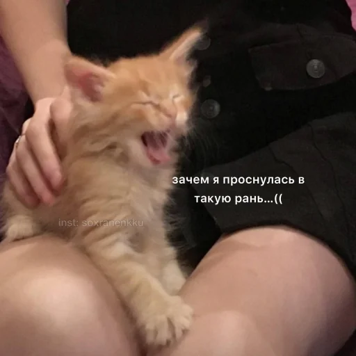 кошка Человек кошки малого и среднего размера