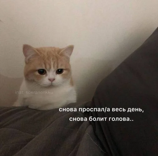 кошка кошки малого и среднего размера млекопитающее