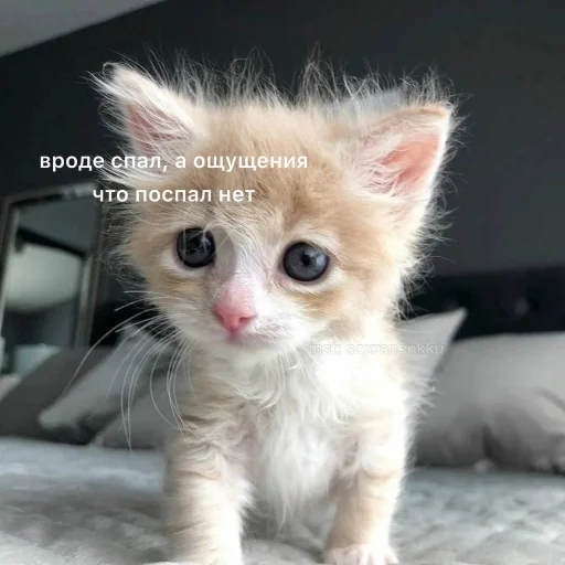 млекопитающее животное кошка