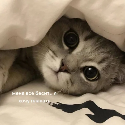 кошка кошки малого и среднего размера млекопитающее