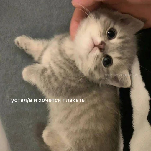 кошка домашняя кошка кошки малого и среднего размера