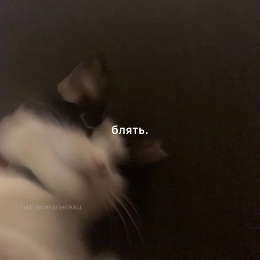 животное кошка млекопитающее