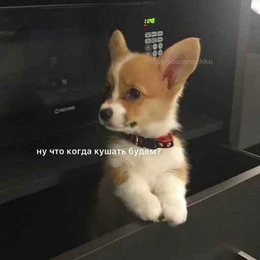 домашнее животное животное млекопитающее