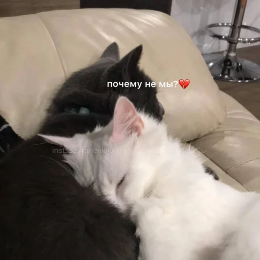 комнатный кошки малого и среднего размера кошачьи