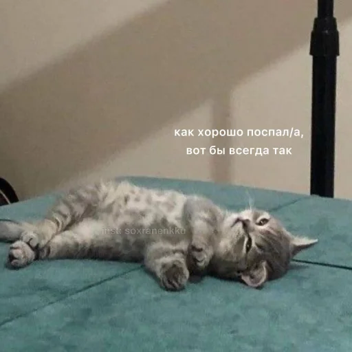 животное кошка млекопитающее