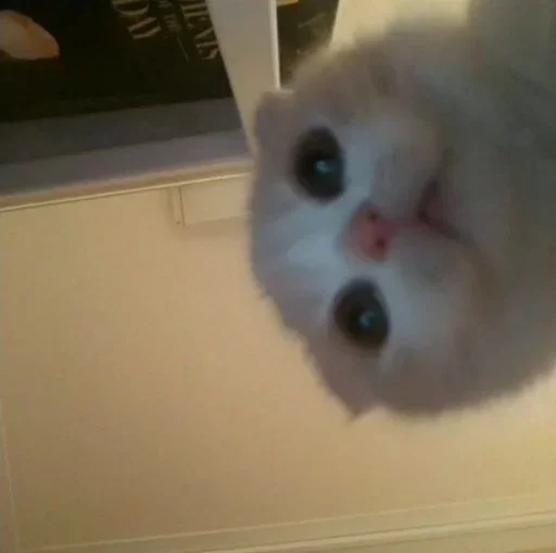 indoor animal small to medium-sized cats